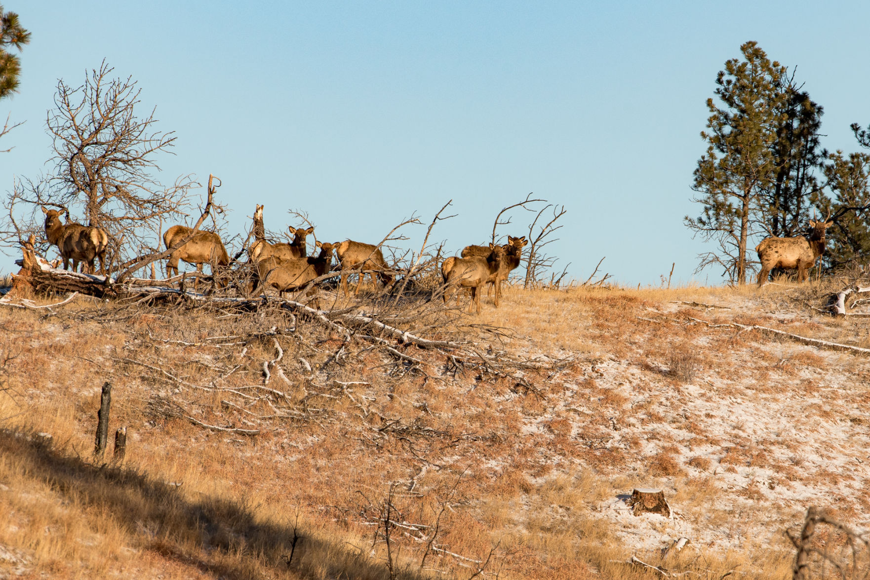Gov. Noem's proposed campground in Custer State Park rankles business owners, lawmakers Elk in Custer State Park